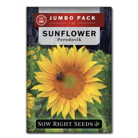 Sow Right Seeds Peredovik sunflower bulk seeds ready for planting in the home garden