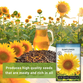Sturdy Peredovik stem supports tall blooms suitable for cut flowers