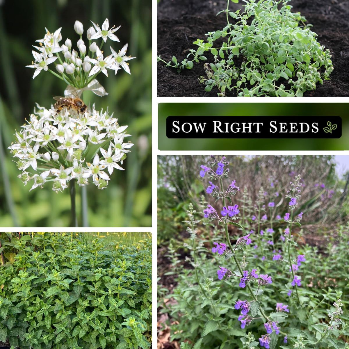 Sow Right Seeds Common Chives—delicate greens for garnishes and dips.