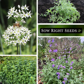 Sow Right Seeds Common Chives—delicate greens for garnishes and dips.