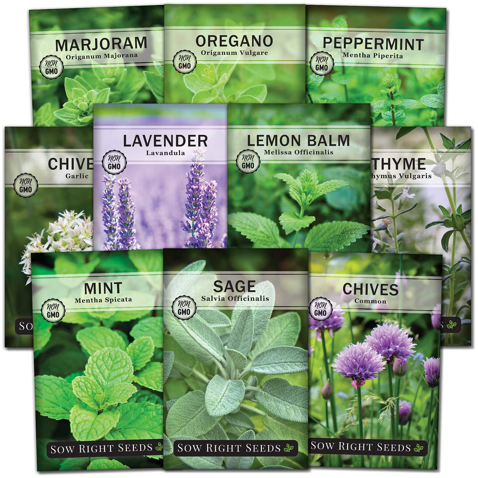 Sow Right Seeds Perennial Herb Collection Mint—fresh leaves for everyday cooking.