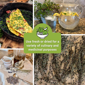 Sow Right Seeds Oregano and Marjoram—bold Mediterranean aroma for sauces.