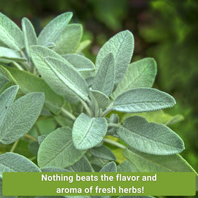 Sow Right Seeds Sage—savory leaves for roasting and stuffing.