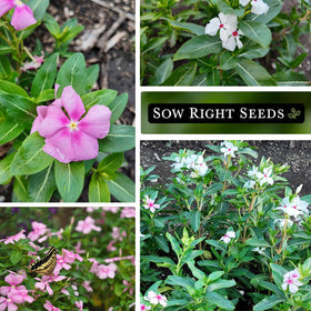 Periwinkle ground-cover spread forms bright, low-maintenance edging.