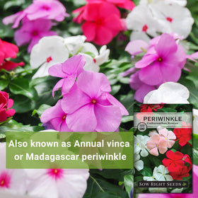 Sow Right Seeds Periwinkle plants in bed demonstrating easy-care color in the garden.