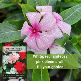 Periwinkle attracts pollinators, supporting a lively sunny garden.