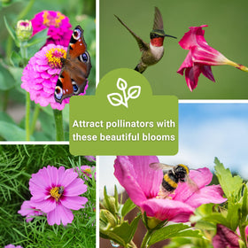 Sow Right Seeds Pink Flower Seeds Pack—six varieties for a colorful display.