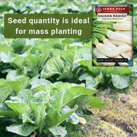 Sow Right Seeds planting guidance for 1/4 inch depth in full sun supports steady growth