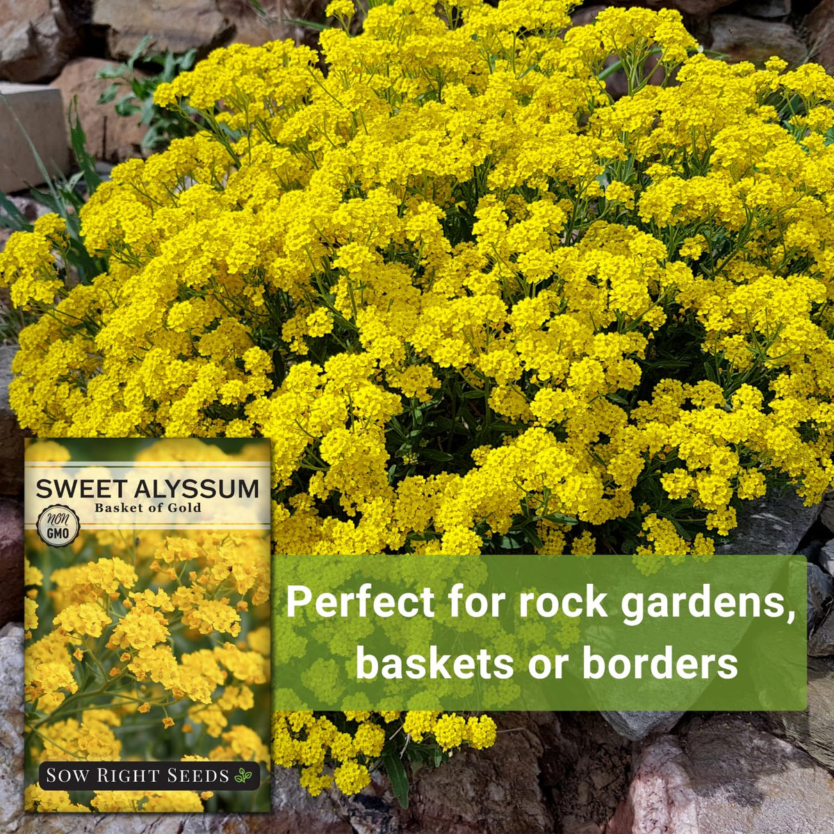 Pollinator-friendly alyssum blooms inviting bees and butterflies to the yard.
