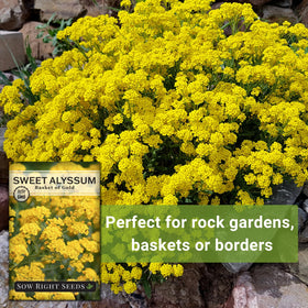 Pollinator-friendly alyssum blooms inviting bees and butterflies to the yard.