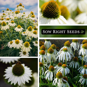 Sow Right Seeds coneflower attracting pollinators in a backyard border.