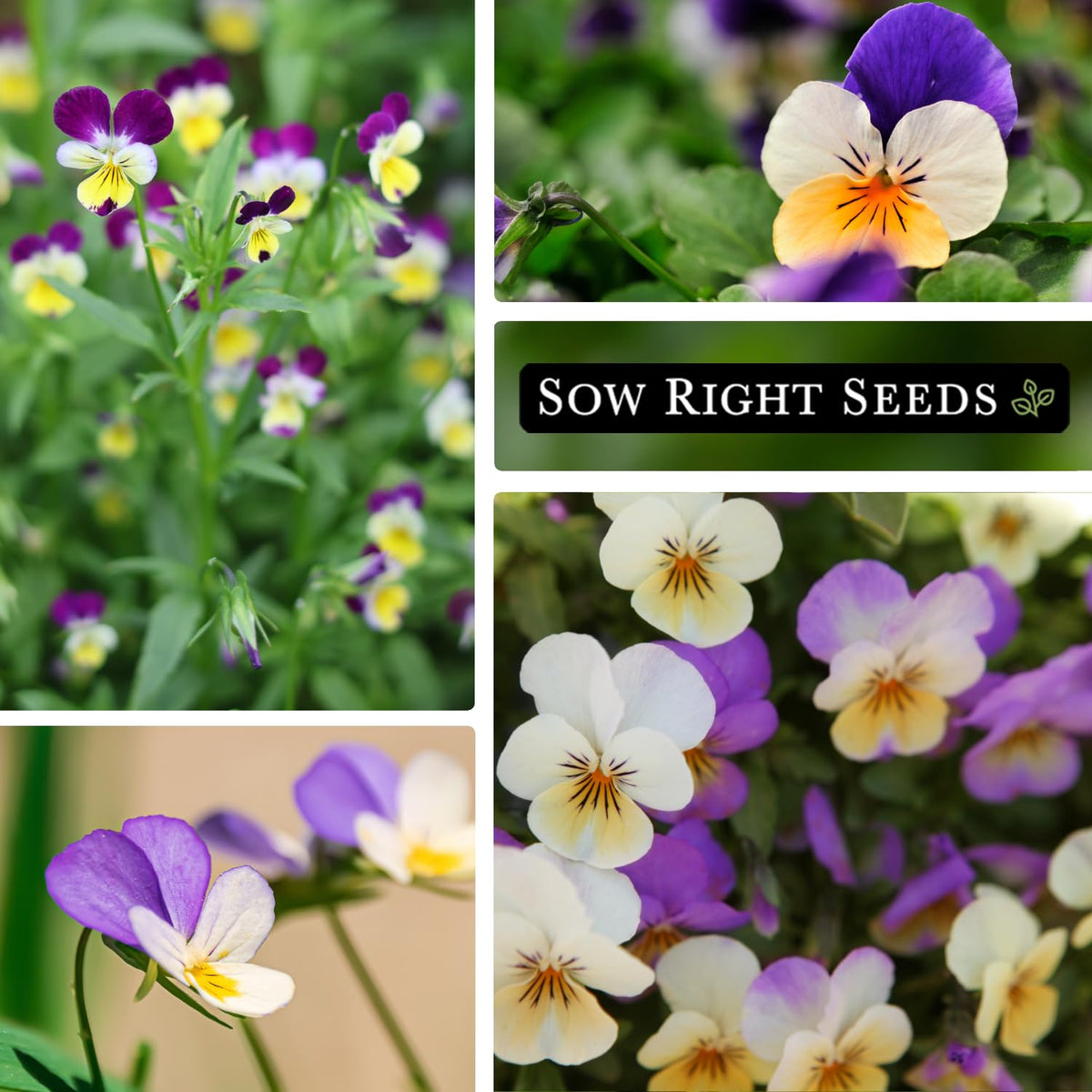Sow Right Seeds pollinator-friendly Johnny Jump-Up blooms attract bees and butterflies.