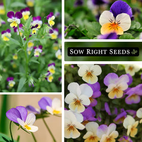 Sow Right Seeds pollinator-friendly Johnny Jump-Up blooms attract bees and butterflies.