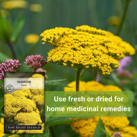 Sow Right Seeds pollinator-friendly yarrow: attracts butterflies and bees