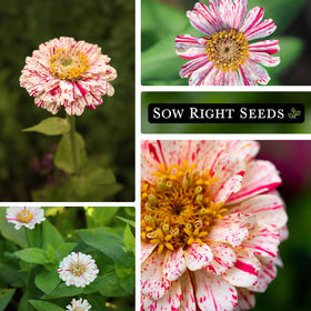 Sow Right Seeds Zinnia provides vibrant color for beds.