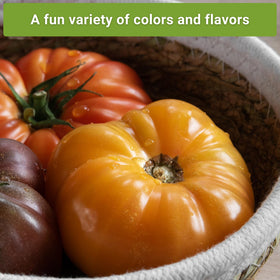 Sow Right Seeds Ponderosa Pink tomato seeds pack for large, colorful fruit.