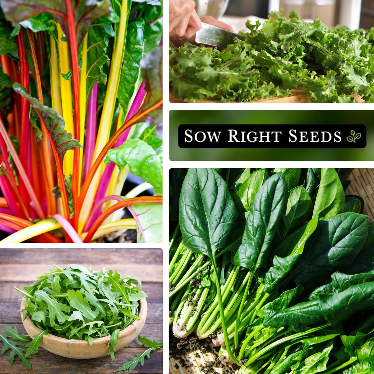 Sow Right Seeds Power Greens kale seed pack perfect for year-round greens