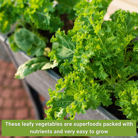 Sow Right Seeds Power Greens mustard greens seed pack for peppery leaves