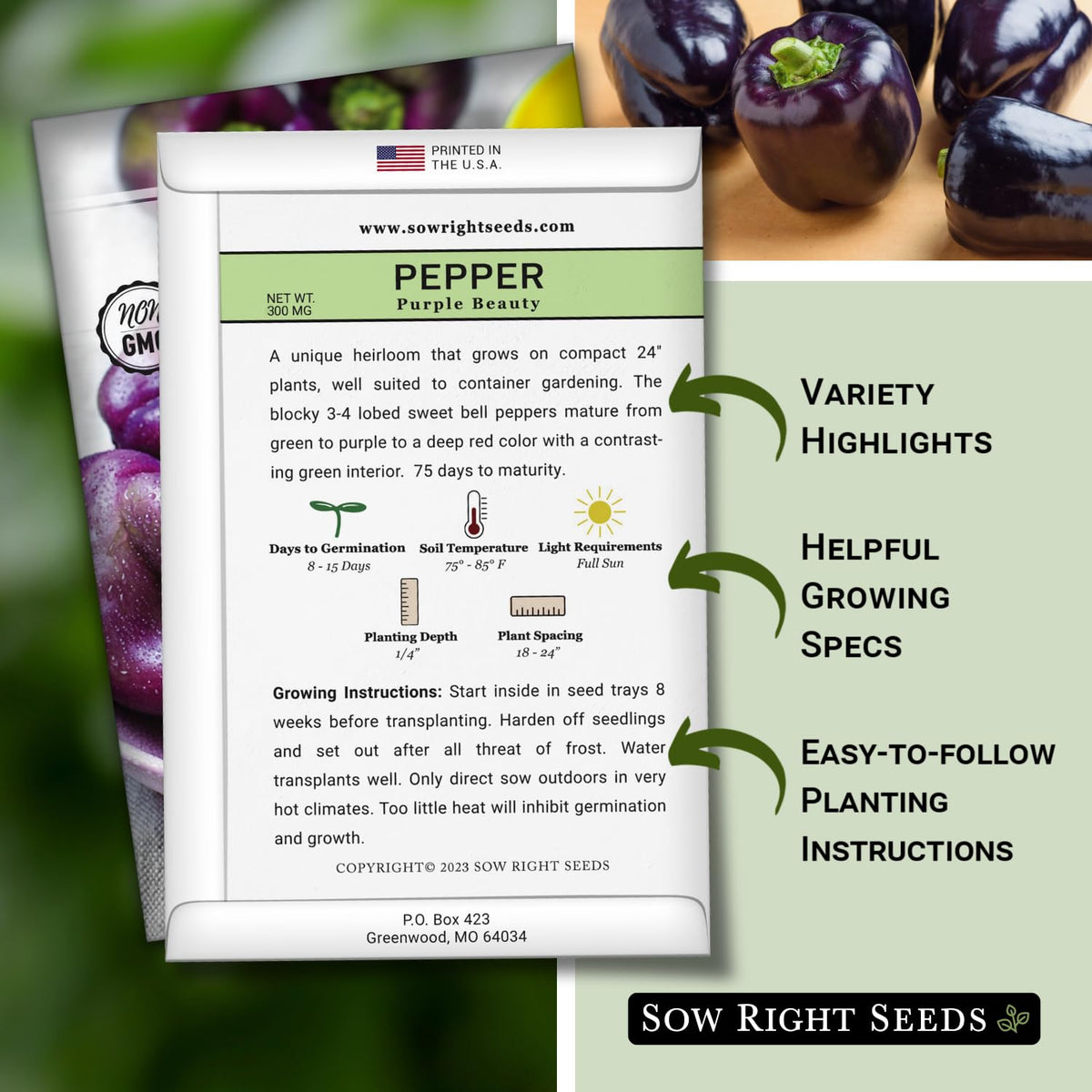 Sow Right Seeds Purple Beauty peppers green to purple fruits ready to harvest.