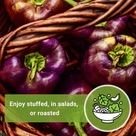 Sow Right Seeds Purple Beauty peppers ready for fresh salads and roasted dishes.