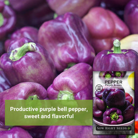 Sow Right Seeds Purple Beauty peppers ideal for stuffing or roasting.