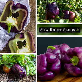 Sow Right Seeds Purple Beauty plants thriving in containers or garden beds.