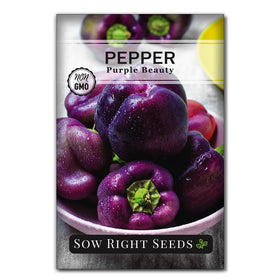 Sow Right Seeds Purple Beauty pepper seeds on a compact 24-inch plant for easy container gardening.