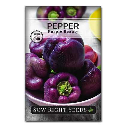 Sow Right Seeds Purple Beauty pepper seeds on a compact 24-inch plant for easy container gardening.