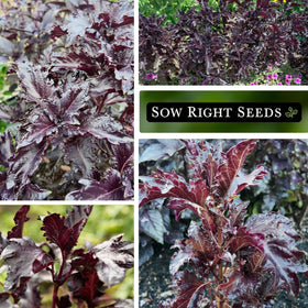 Sow Right Seeds Purple Ruffles Basil harvest-ready plant reaches 18–24 inches