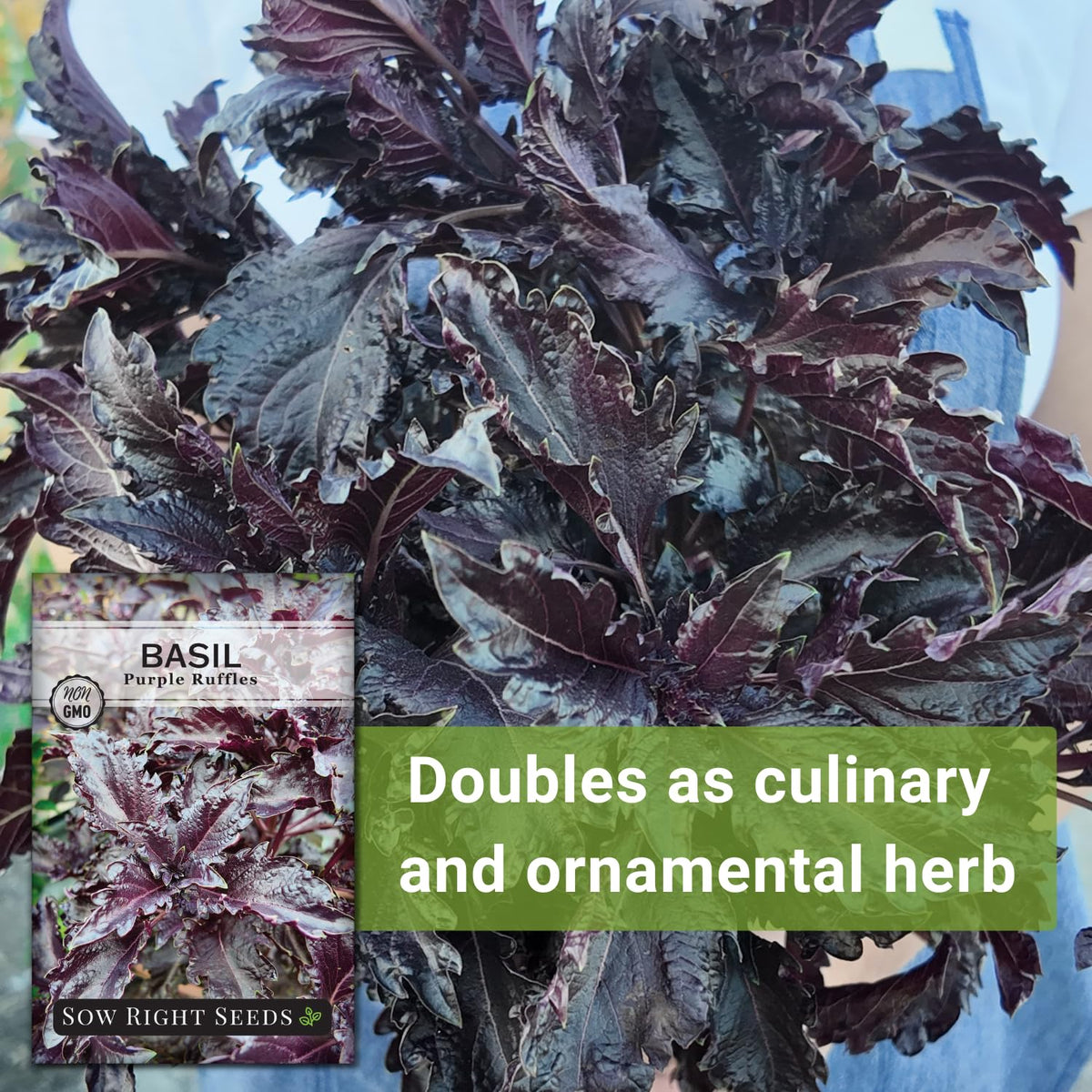 Sow Right Seeds Purple Ruffles Basil suitable for hydroponics and indoor gardens