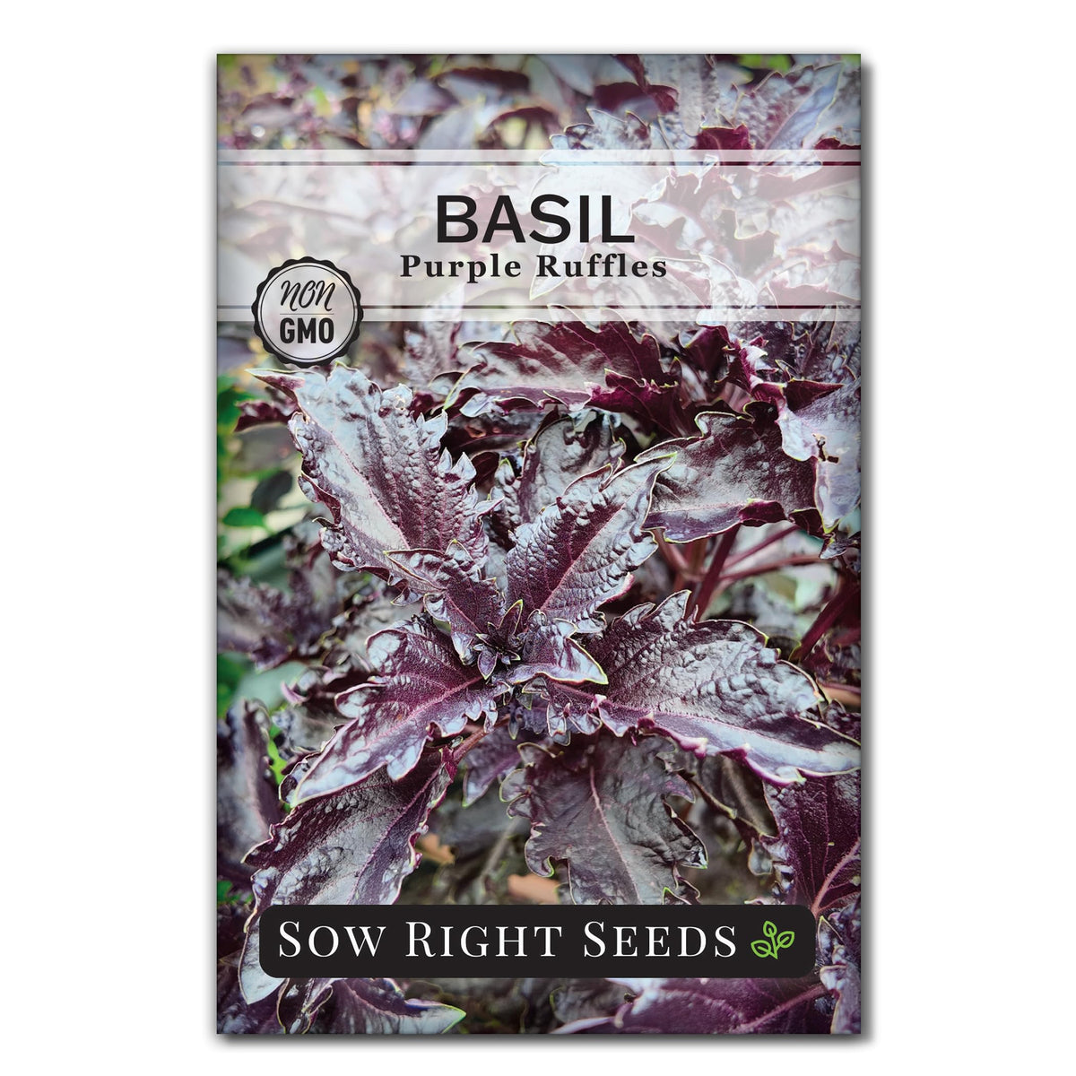 Sow Right Seeds Purple Ruffles Basil leaves for fresh pesto and salads
