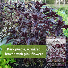 Sow Right Seeds Purple Ruffles Basil pale pink flowers provide colorful bouquet accents