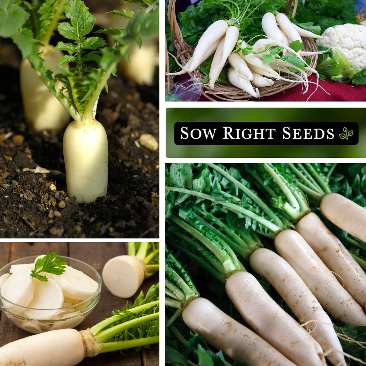 Sow Right Seeds Japanese Minowase Daikon planting depth and spacing guidance.