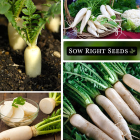 Sow Right Seeds Japanese Minowase Daikon planting depth and spacing guidance.