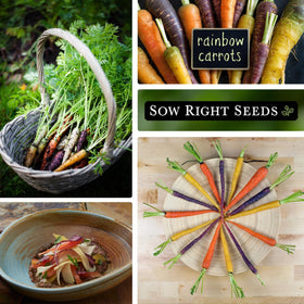 Sow Right Seeds Rainbow Mix carrots should be spaced 3 inches apart for even roots.