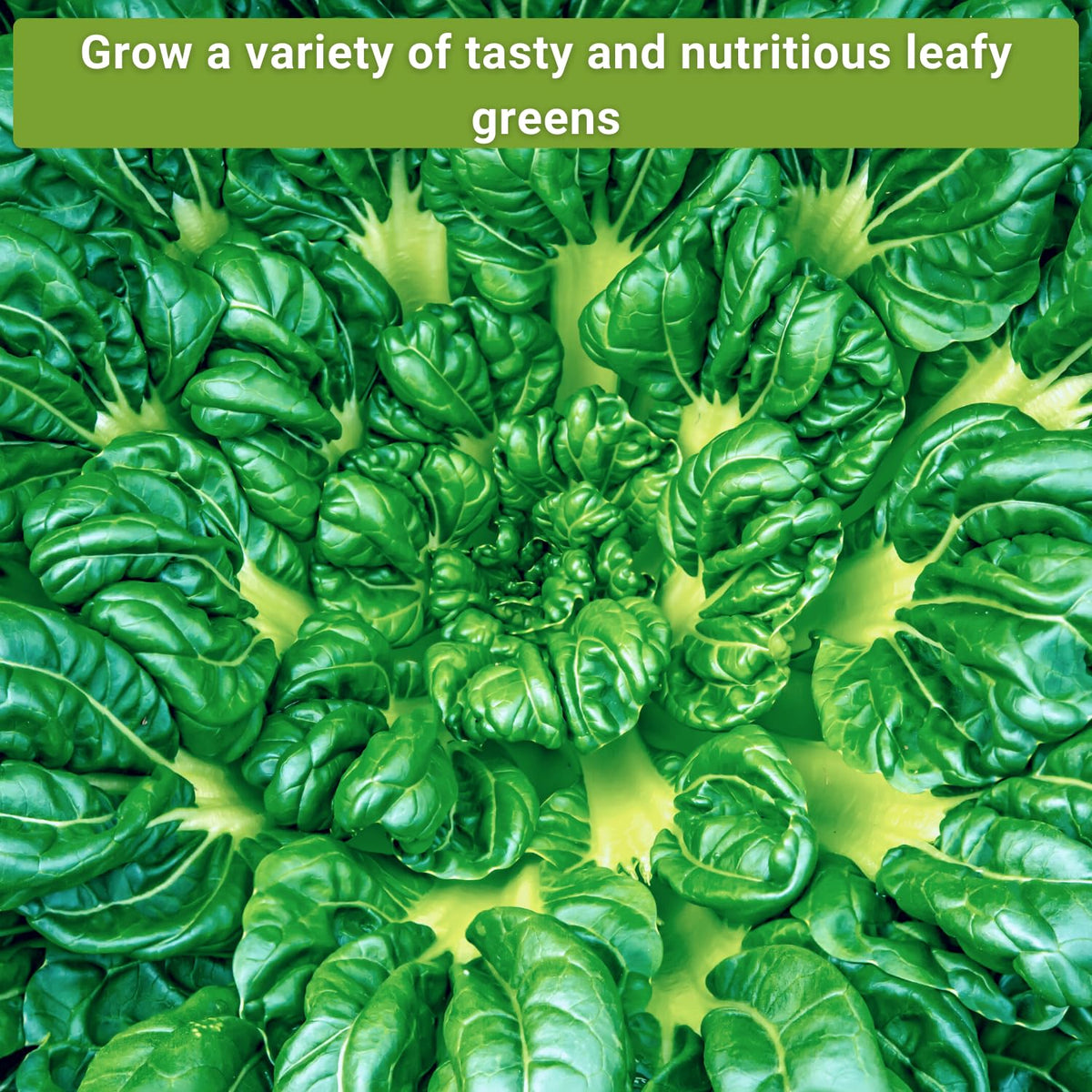 Sow Right Seeds rainbow Swiss chard showcasing vibrant greens.