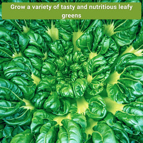 Sow Right Seeds rainbow Swiss chard showcasing vibrant greens.