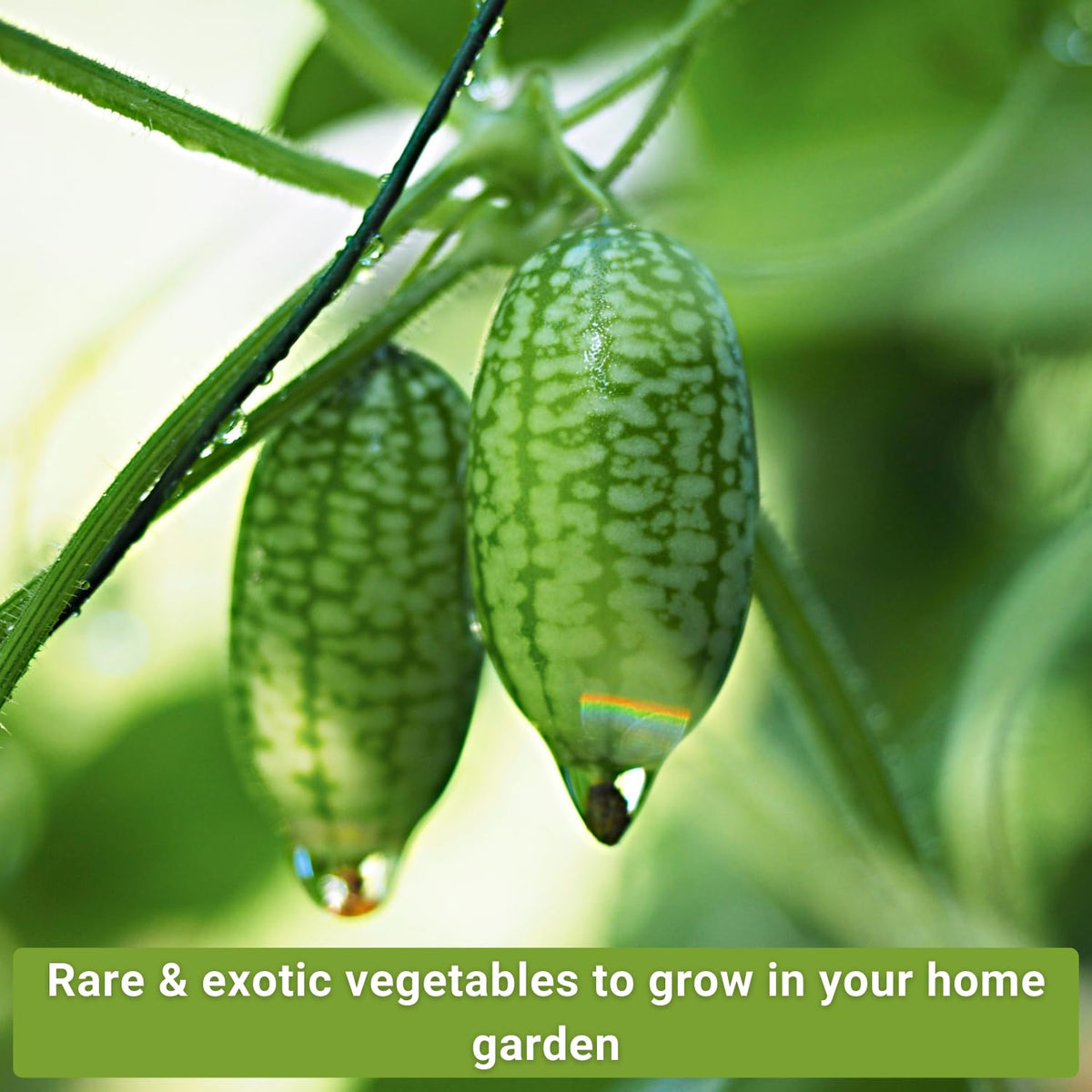 Sow Right Seeds Lemon Cucumber seeds for bright slices ideal in summer salads.