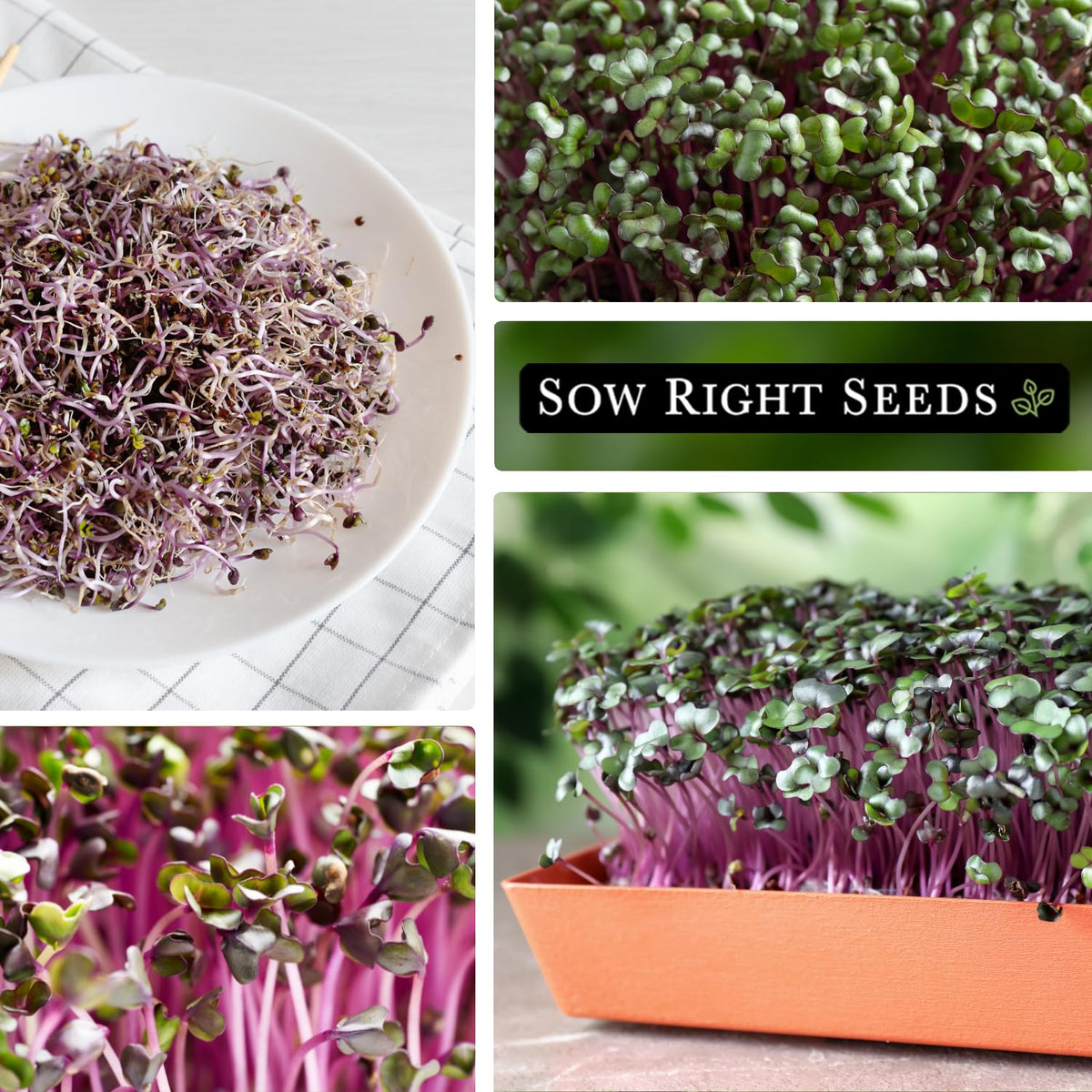 Sow Right Seeds red cabbage microgreens on a salad plate highlight fresh, crisp greens.