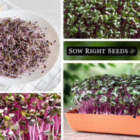 Sow Right Seeds red cabbage microgreens on a salad plate highlight fresh, crisp greens.