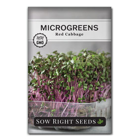 Sow Right Seeds red cabbage microgreens planted in a tray for easy indoor germination.