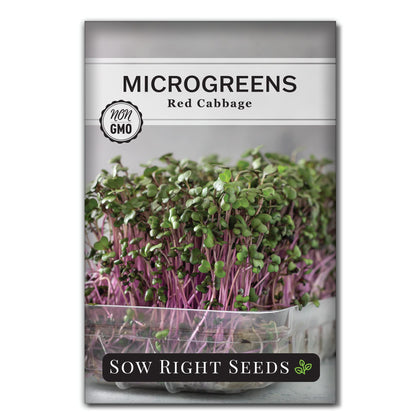 Sow Right Seeds red cabbage microgreens planted in a tray for easy indoor germination.