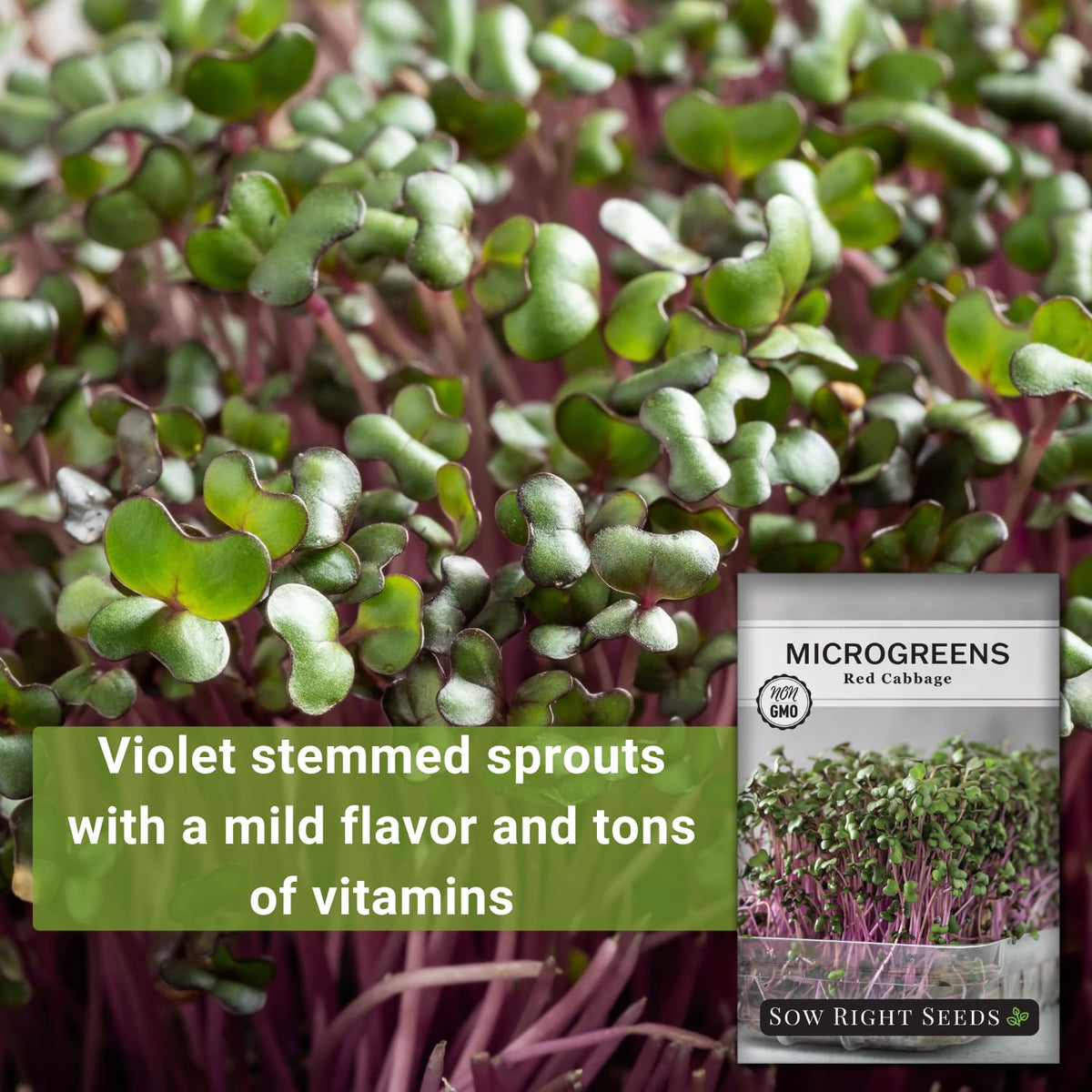 Sow Right Seeds red cabbage microgreens ready-to-harvest slices add color to sandwiches.