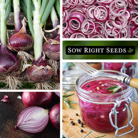 Red Creole onion bulbs developing in garden beds, with rich color and spicy bite.