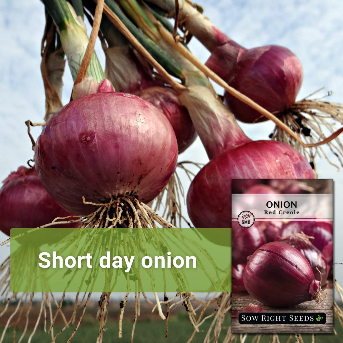 Sow Right Seeds onion seeds germinating in soil, ready for spring planting.