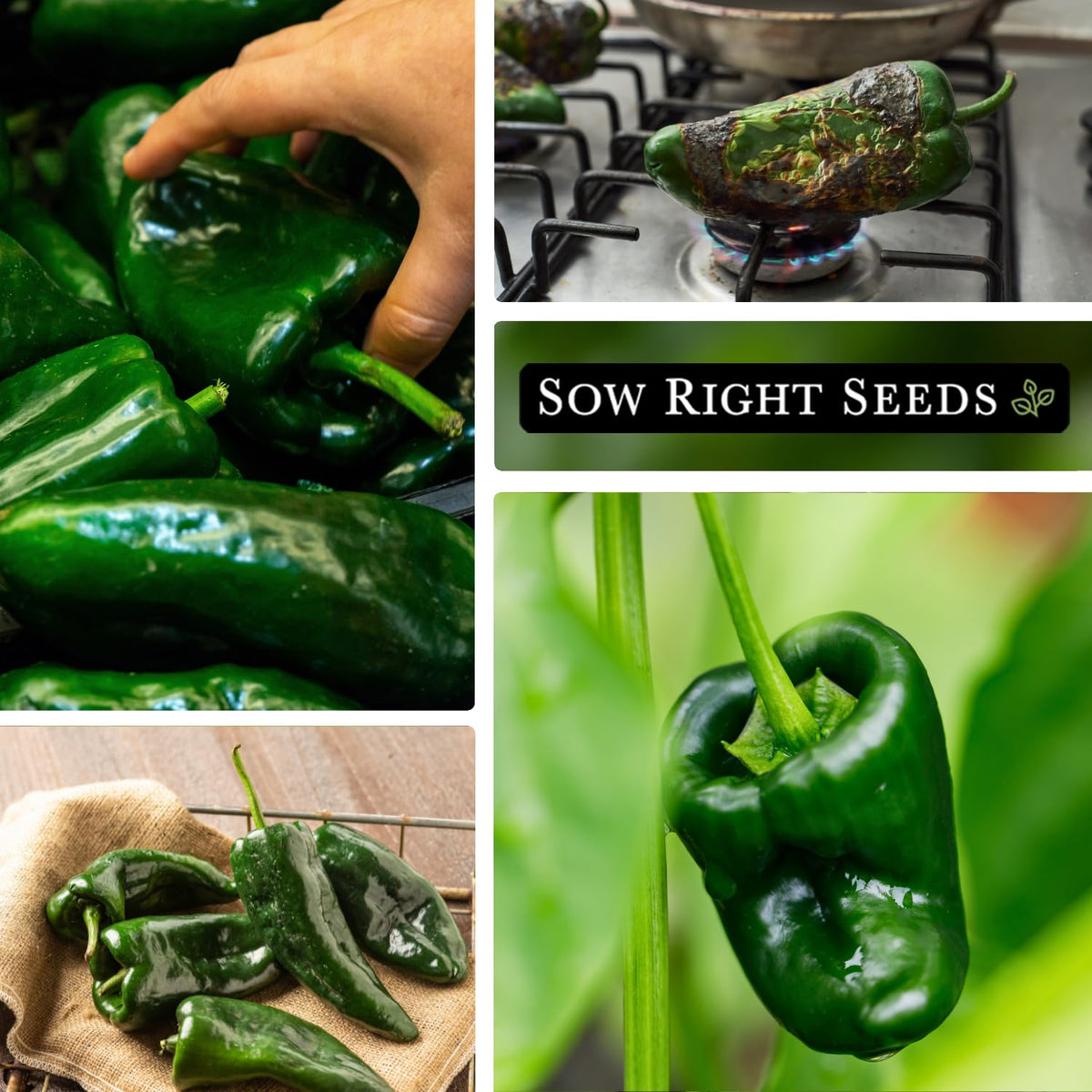 Sow Right Seeds red poblano peppers ready to harvest.