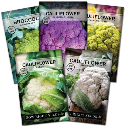 Sow Right Seeds rober cauliflower head close-up for a crisp harvest
