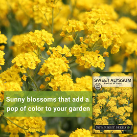 Germination illustration for Basket of Gold seeds in warm soil.