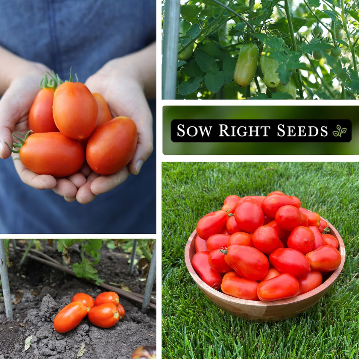 Sow Right Seeds Roma tomatoes on the vine ready for harvest