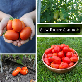 Sow Right Seeds Roma tomatoes on the vine ready for harvest
